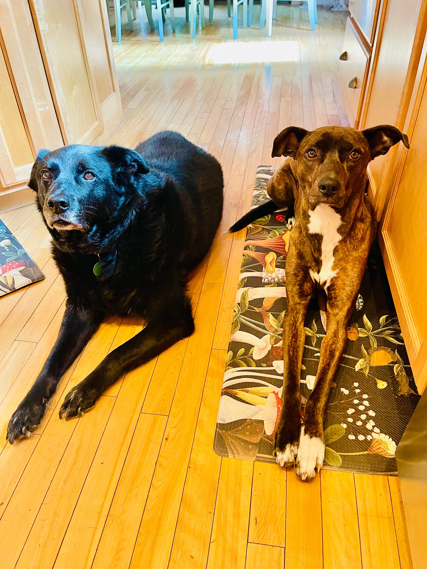 two dogs on a kitchen floor, waiting