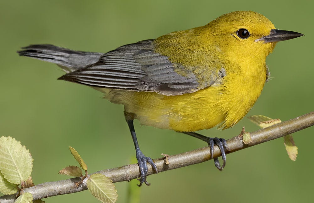 prothonotary warbler