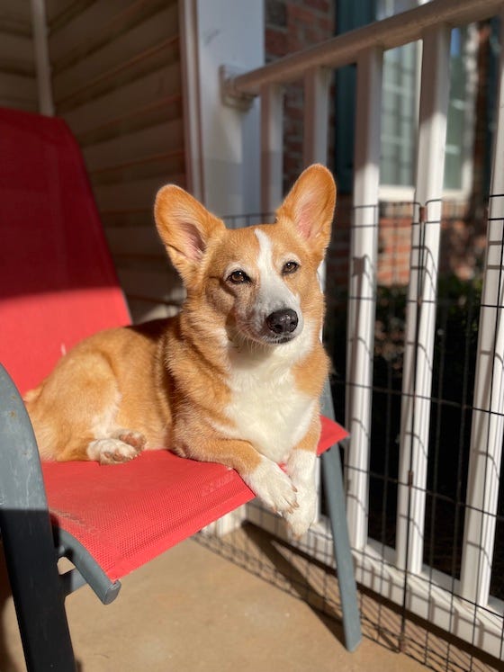 Dylan, a red and white Pembroke Welsh Corgi, sitting in his favorite orange deck chair.