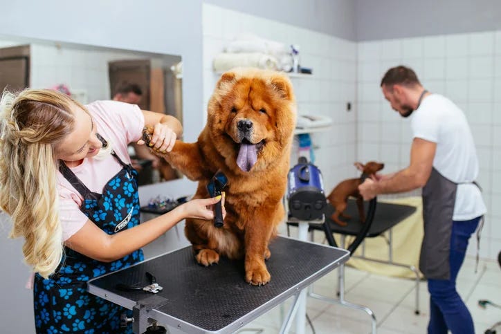 Dog Groomer: What Is It? and How to Become One?