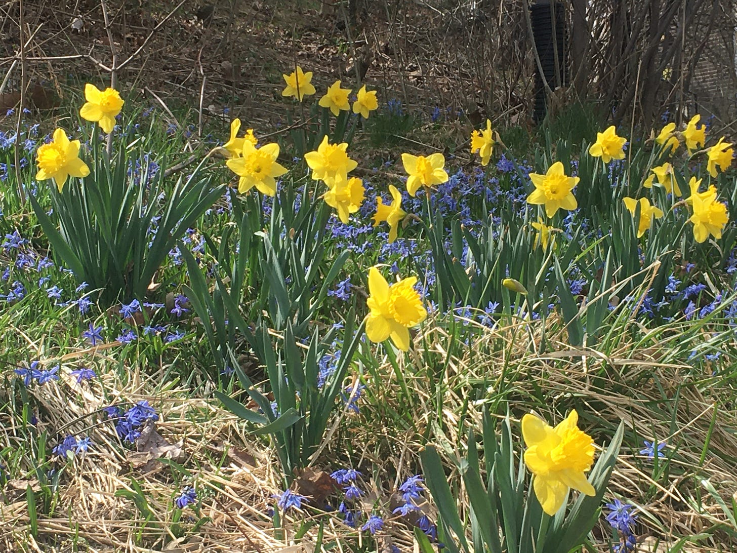 A bank of blue scylla and yellow daffodils in a forest clearing. April!