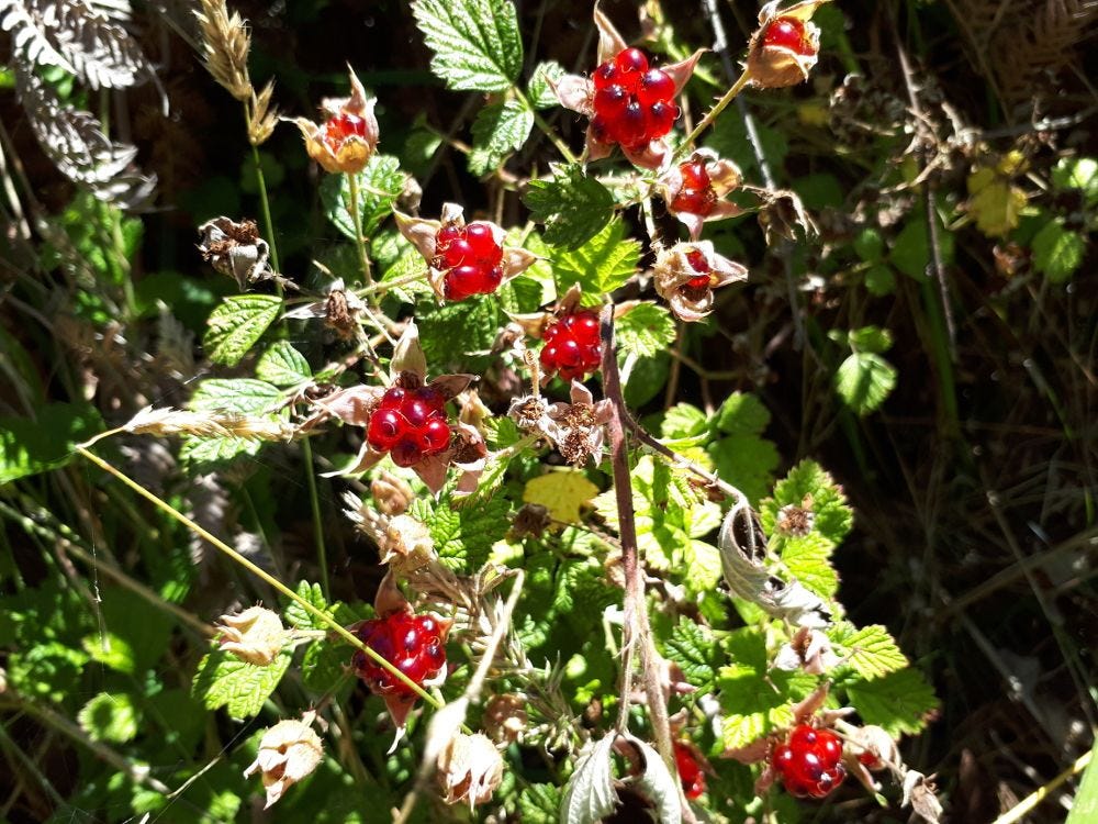 Rubus rsz.jpg