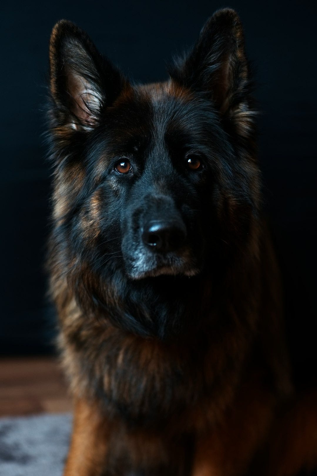 black and tan Belgian dog black and tan Belgian dog