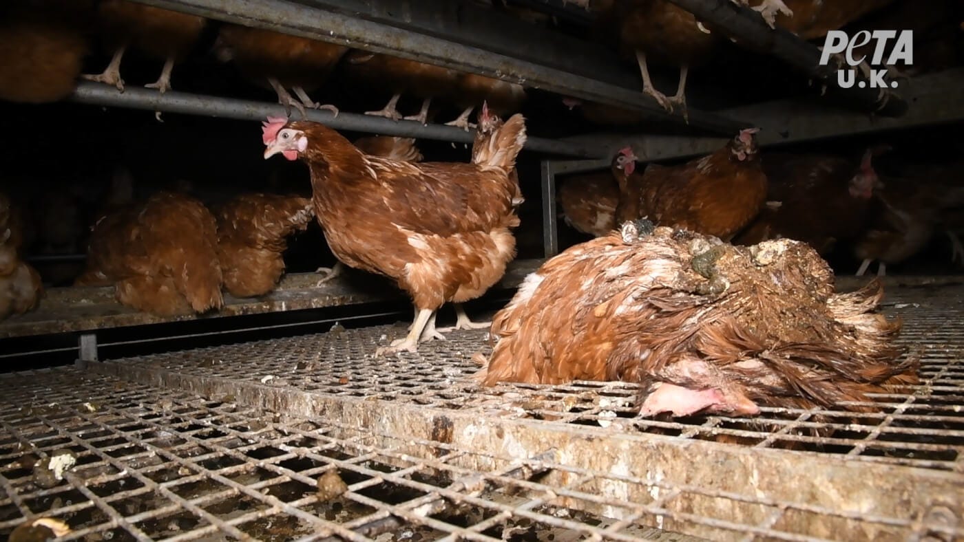 Cruelty Behind Happy Egg Co. ‘Free-Range’ Eggs Exposed | PETA