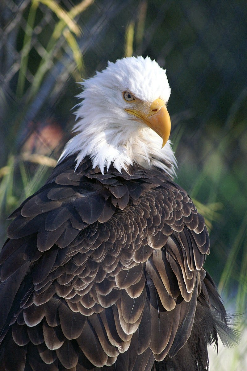 A portrait style photo of a bald eagle emphasizing its feathers.