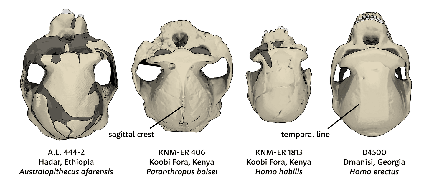 Four skulls from superior view, including AL 444-2 (Australopithecus afarensis, KNM-ER 406 (Paranthropus boisei), KNM-ER 1813 (Homo habilis) and D4500 (Homo erectus) Four skulls from superior view, including AL 444-2 (Australopithecus afarensis, KNM-ER 406 (Paranthropus boisei), KNM-ER 1813 (Homo habilis) and D4500 (Homo erectus)