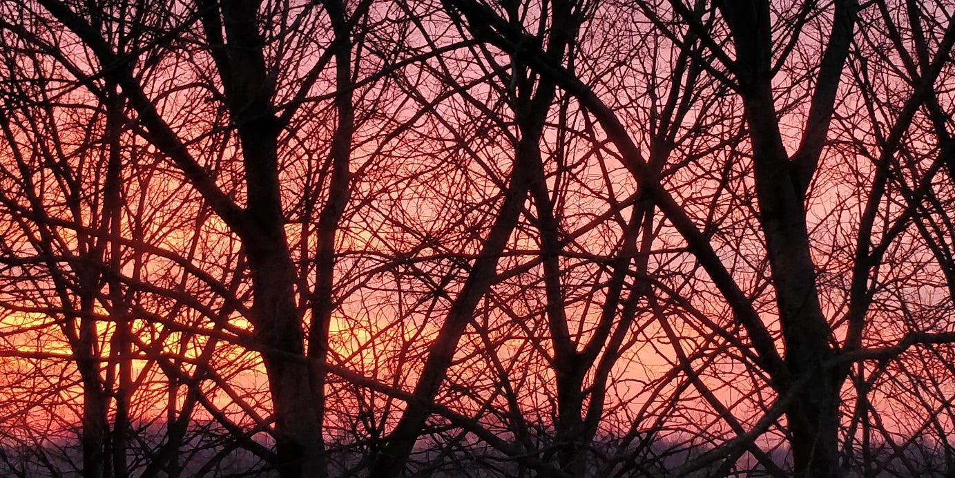 Photo: dark trees silhouetted against a pink morning sky