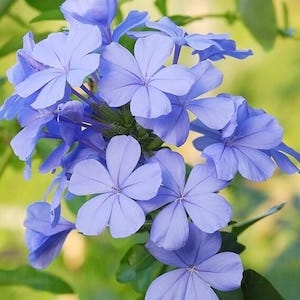 2 Blue Plumbago Auriculata Plants Imperial Blue Perennial Shrub Blue Starter Live Plants 3 To 5 Tall image 3