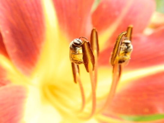 daylily pollen 