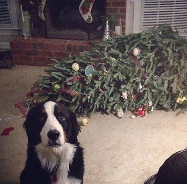 christmas tree knocked over from pet