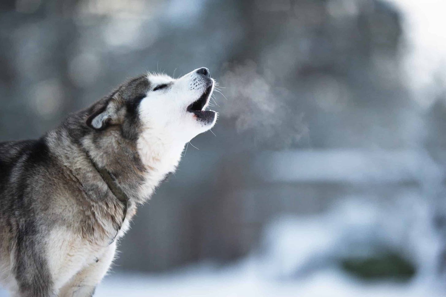 Let your dog howl: Howling session usually don't last long