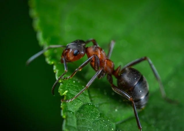 Ants are common house pests