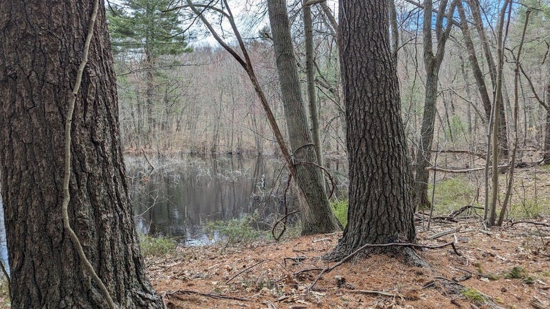 Two textured tree trunks surrounded by pine needles in front of a pond in the woods