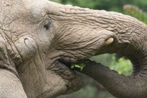 Elephant eating. Pixabay