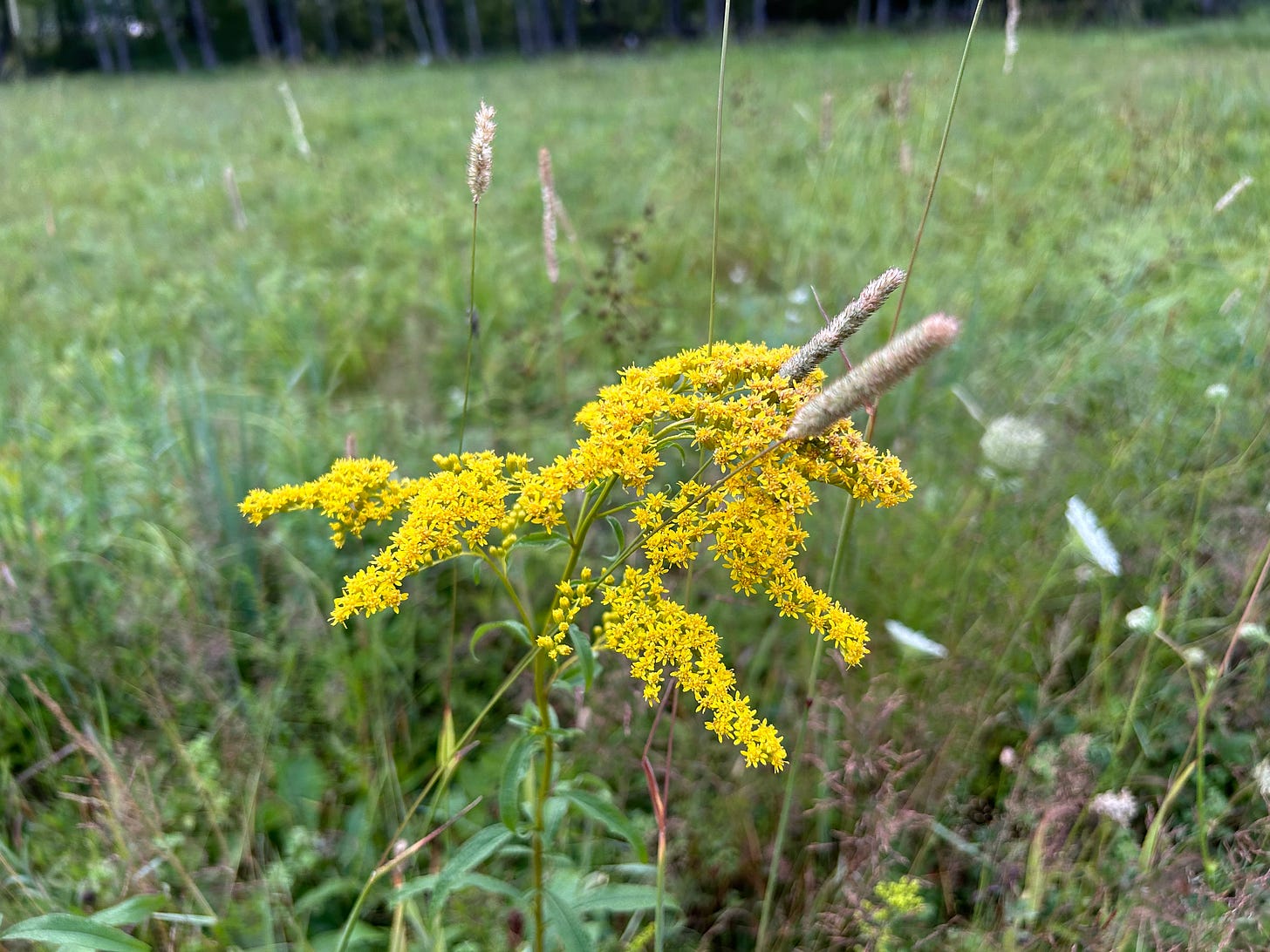 goldenrod flowers and grass seed heads