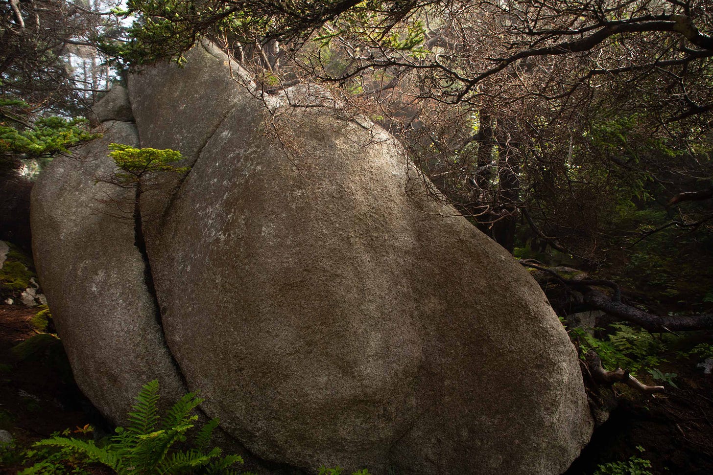 Life finds a way. A tree sprouts through the crack of an ancient granite rock deposited by glacial retreat some 12,000 years ago. August 11, 2024. Polly’s Cove. West Dover, Nova Scotia. Photo credit: Nancy Forde | nancyforde.com