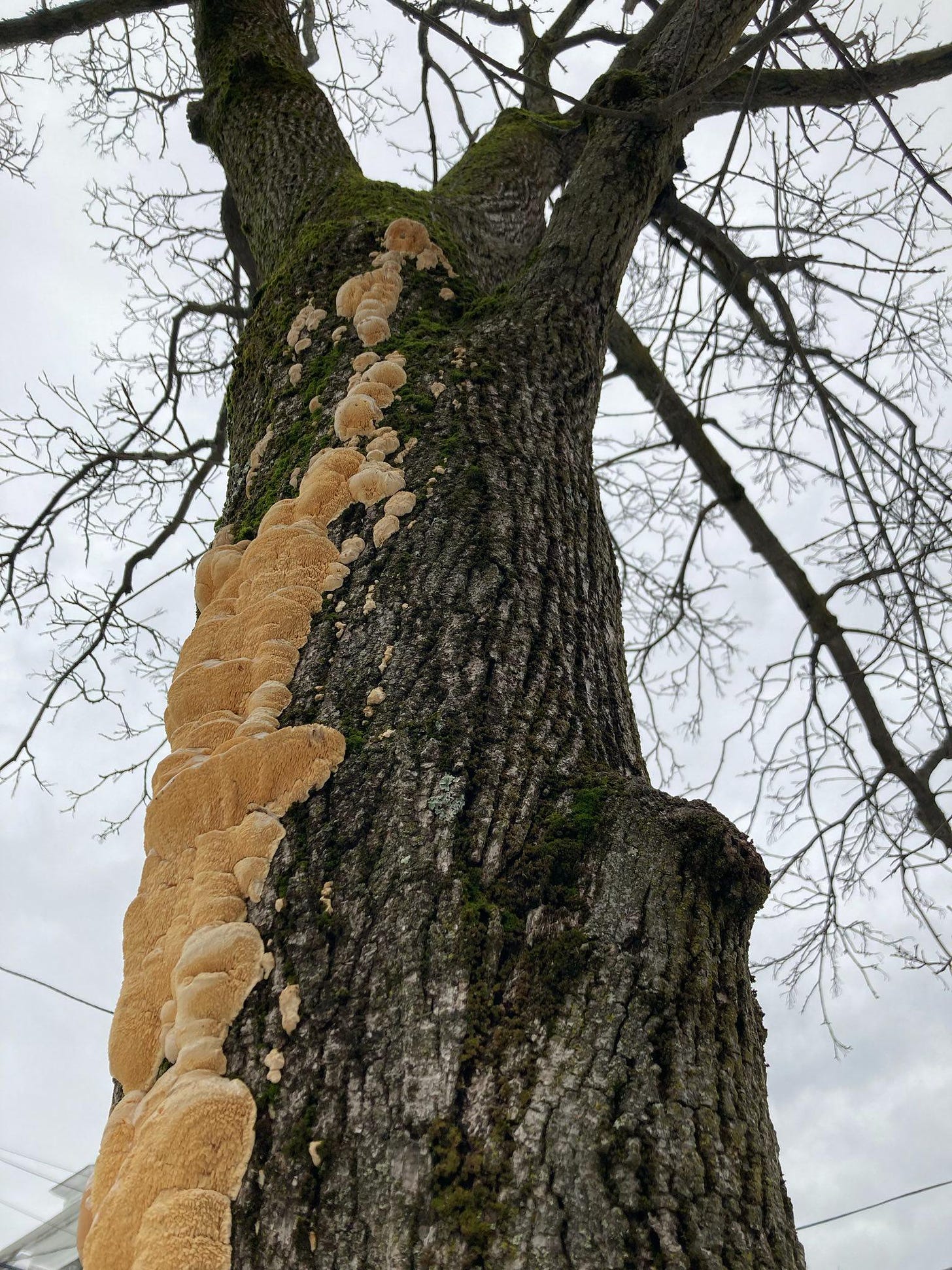 a tree trunk with a long patch of fungus down the side