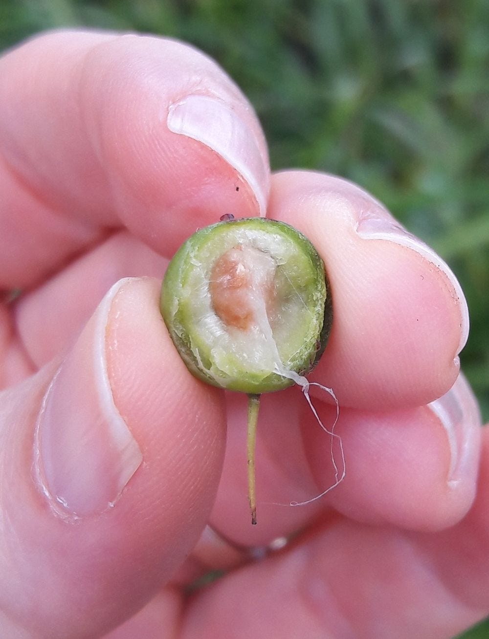 Persoonia pinifolia [Open Fruit - Mittagong, NSW, 2022] sml.jpg