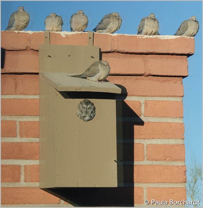 Western Screech-Owl in its owl box with Mourning Doves on and above its box