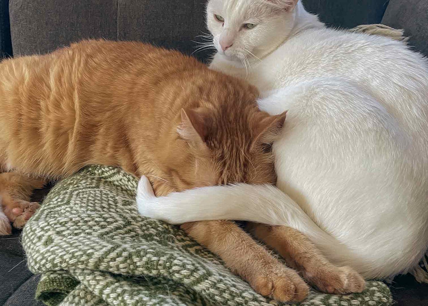 Two cats -- one orange and one white -- snuggle together atop a green and white wool blanket on a gray couch.