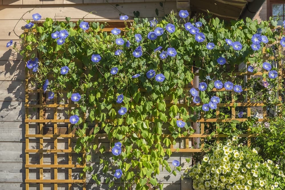 How To Grow & Care For Morning Glory Plants | Horticulture