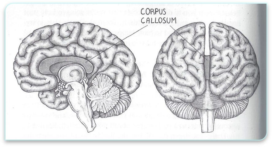 What Part of the Brain Causes Dyslexia? | Step By Step Dyslexia Solutions