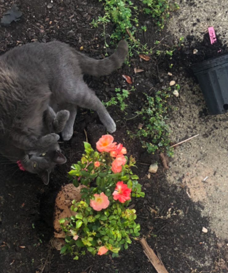 cat rolls around in flowerbed