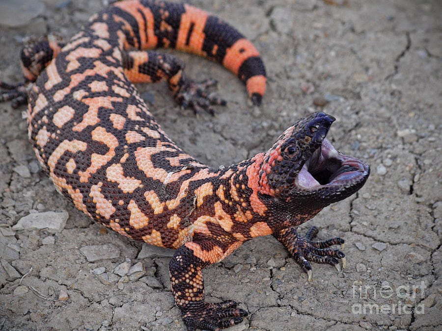 Gila Monster Attack by Donnie Barnett