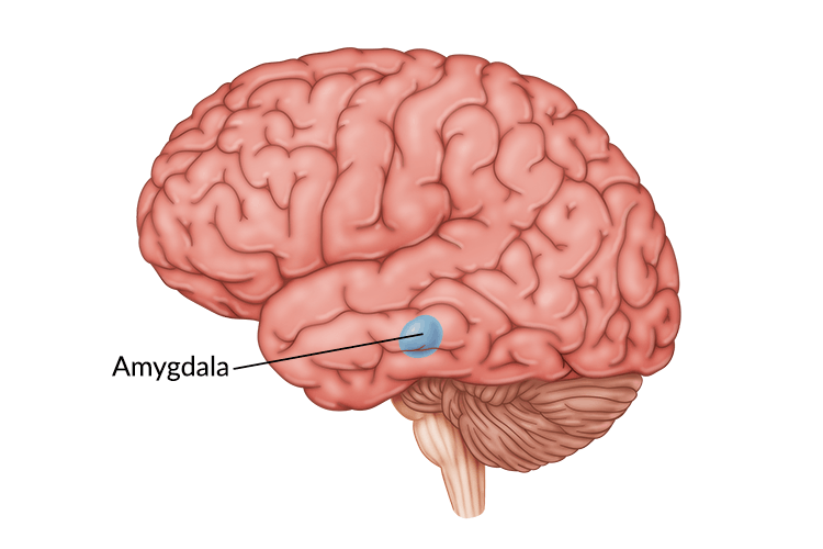 Damage to the Amygdala: Functions, Symptoms, & Treatments Damage to the Amygdala: Functions, Symptoms, & Treatments