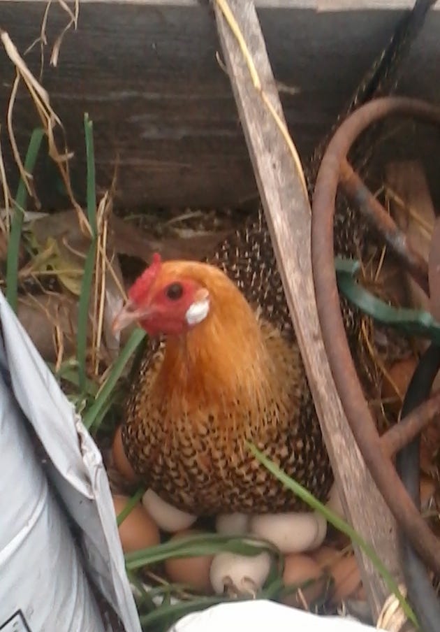 Setting hen