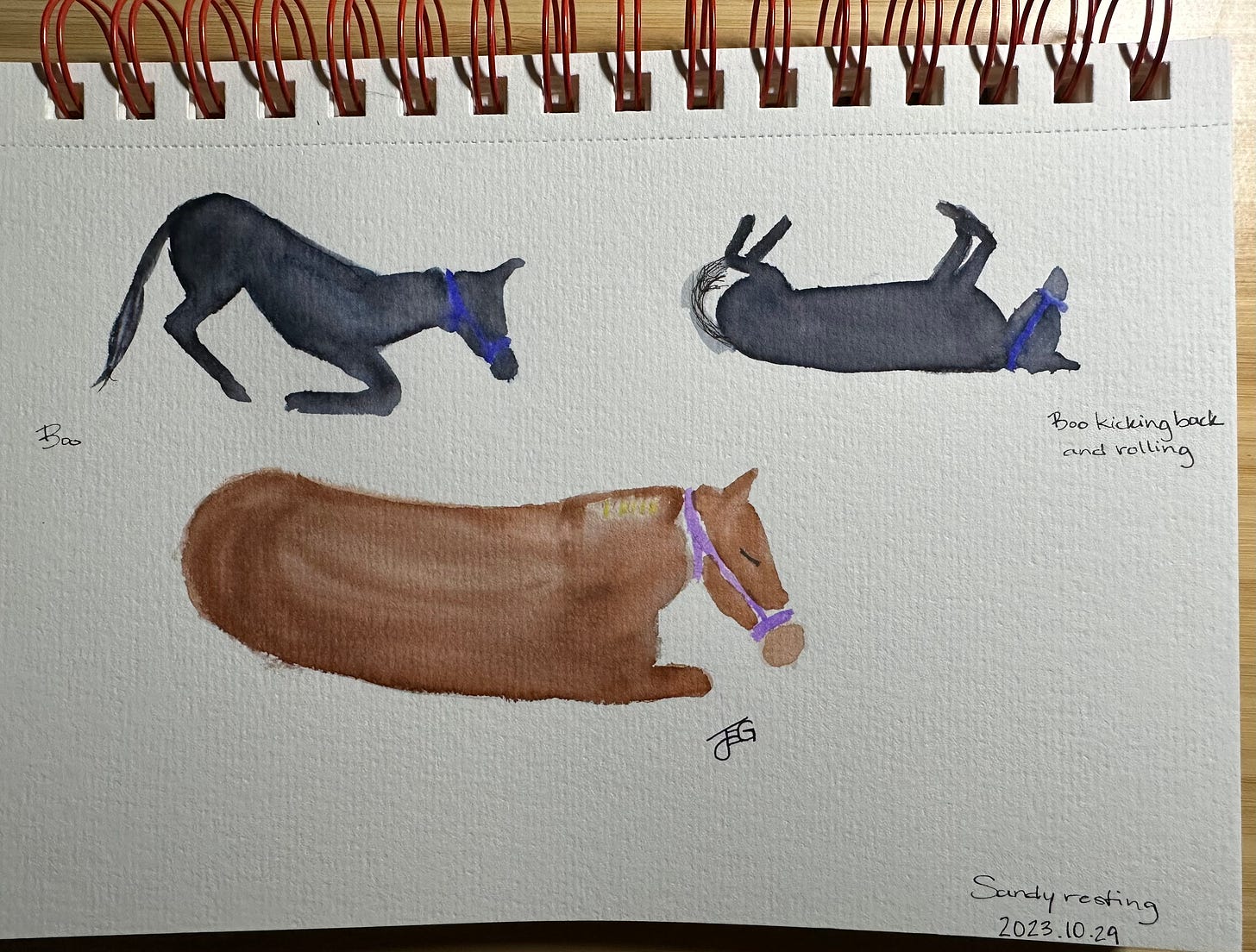 Three watercolors of horses laying down, on his back, and resting quietly.