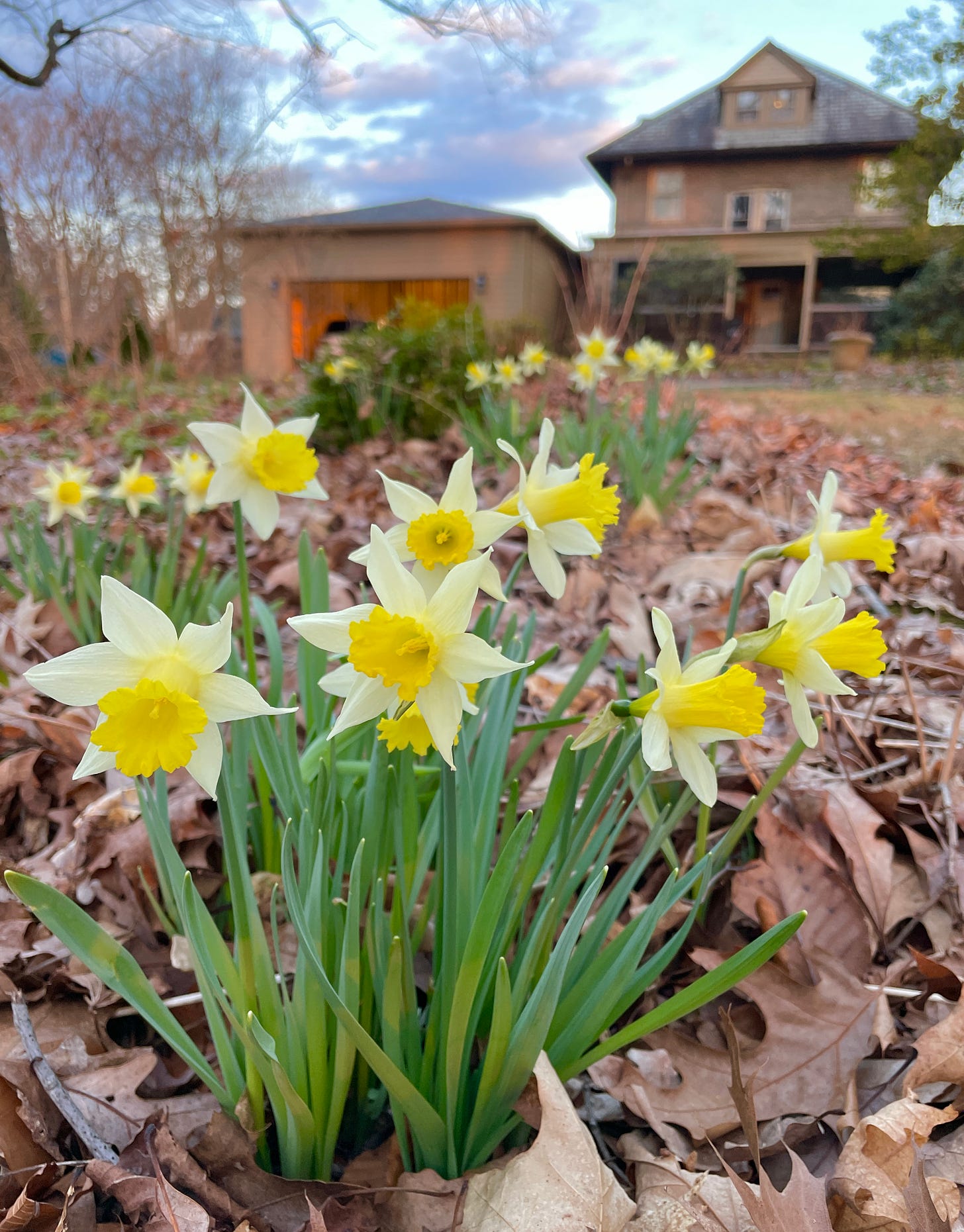 Narcissus ‘Topolino’ is my favorite at this time of year. We have added 400 more this year, and the newer bulbs are always slower than the older ones to come out, as they need to make up all of the root growth they were missing in October/Nov when they were planted. 