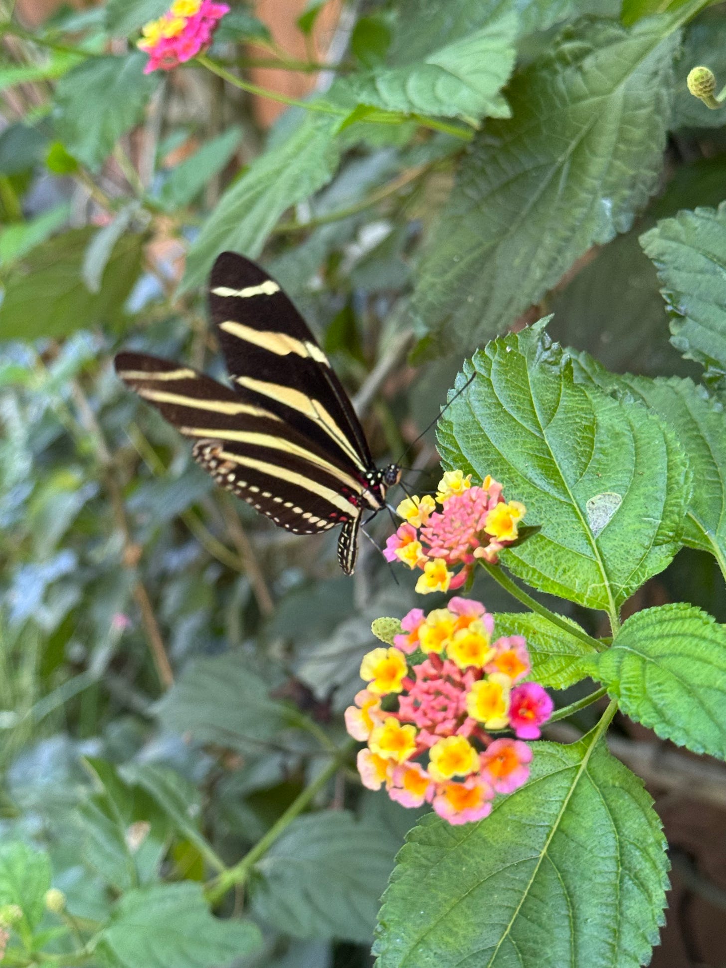 A butterfly landing on a flower.