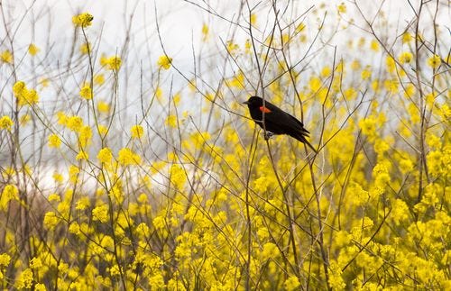 Bird among mustard seeds