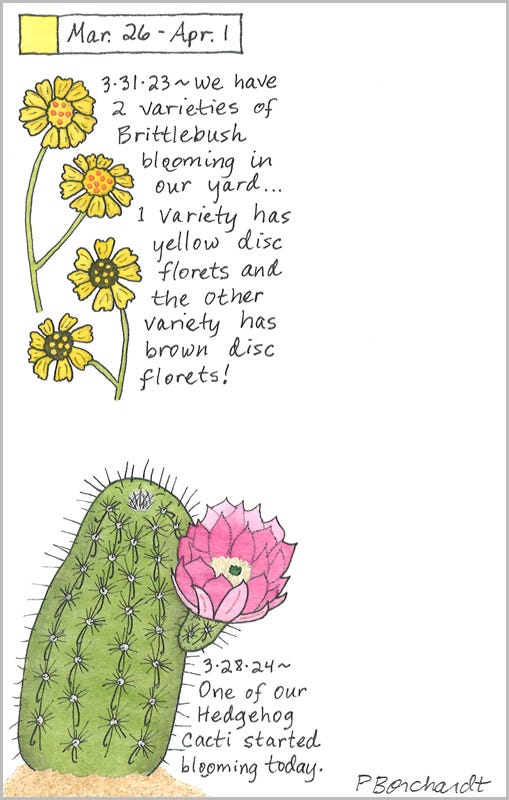 Perpetual Journal, week of Mar. 26 - Apr. 1: Hedgehog Cactus in Bloom (2024); Two Varieties of Brittlebush in Bloom (2023)