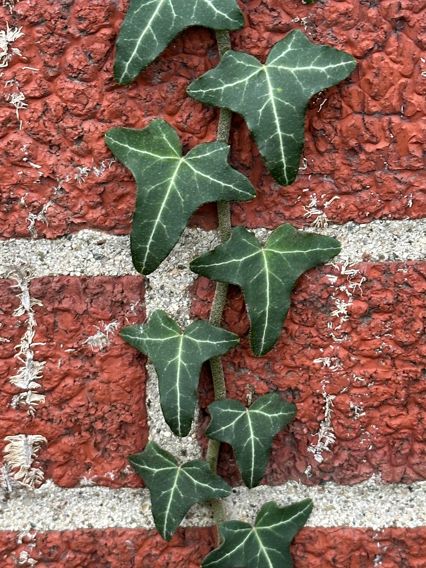 Hairy stem and semigloss leaves of English ivy climbing the red bricks 