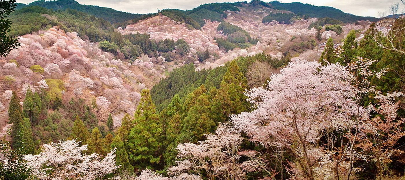 一目千本」に息をのむ、日本一の桜の名所へ｜モデルコース｜いざいざ奈良｜ＪＲ東海