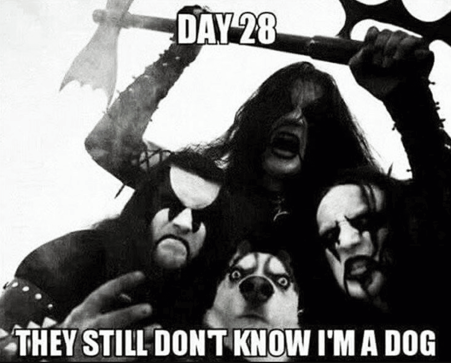 meme black metal dog