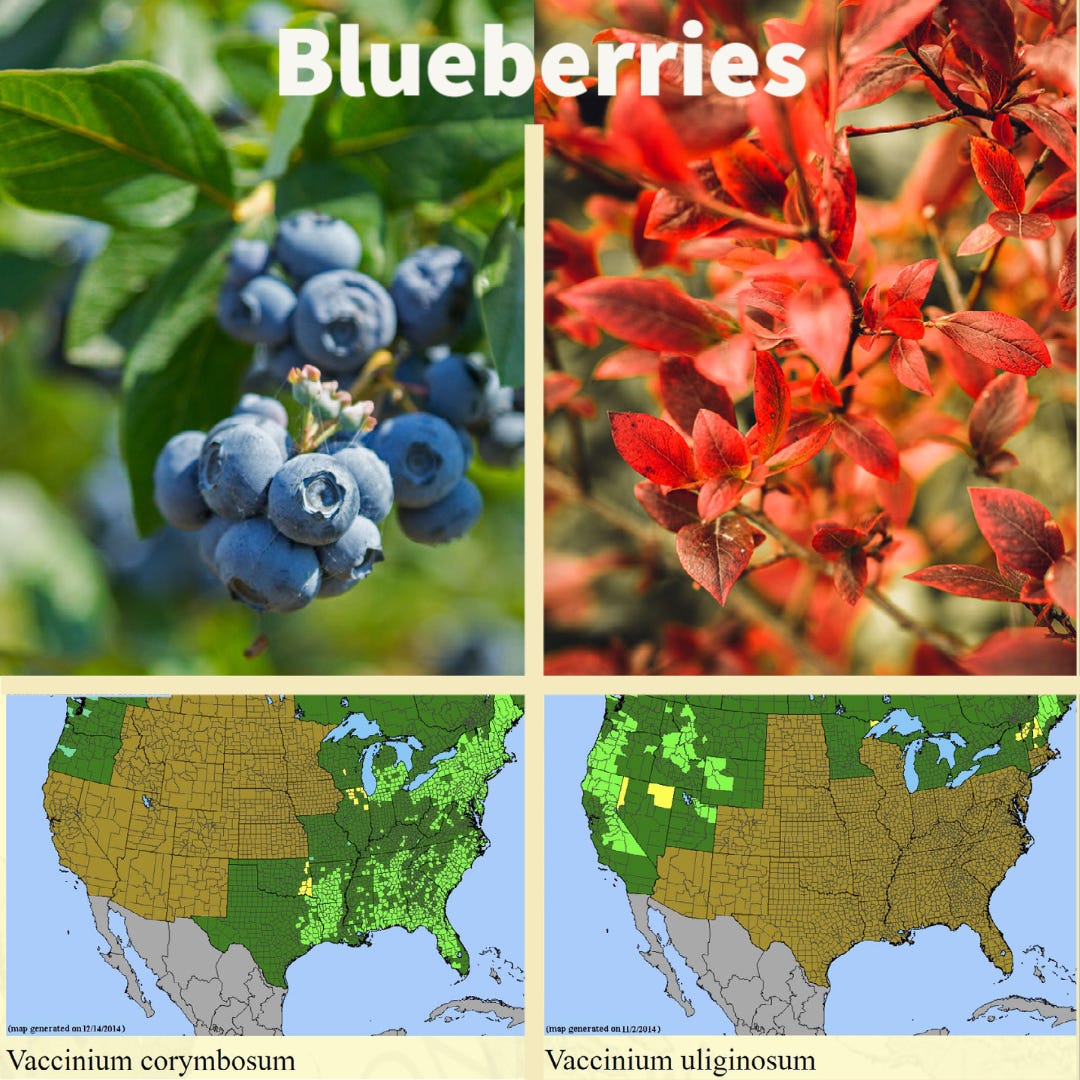 Best blueberries to plant in your yard with images of fruit, ornamental interest, and range map