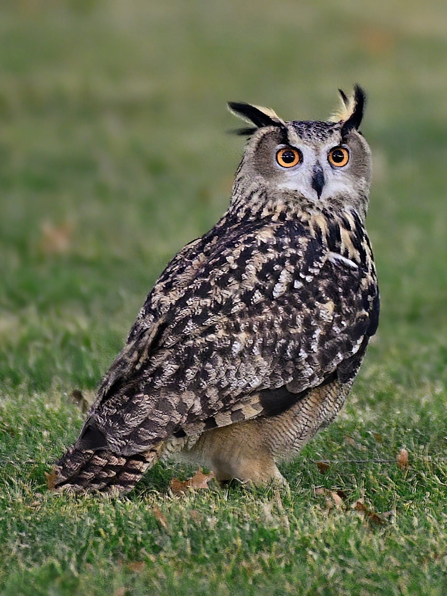 Flaco the Owl, a famous Eurasian eagle-owl, in New York City.