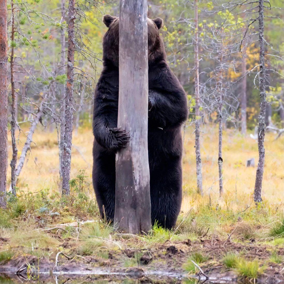 Big bear hiding unsuccessfully behind small tree