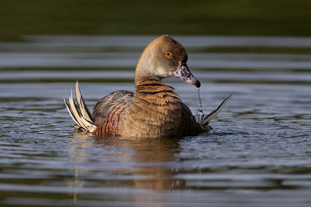 plumed whistling duck on the water