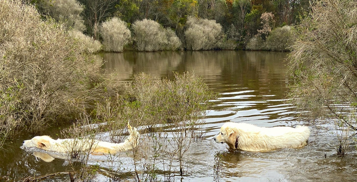 Two white dogs swim in a dam. The water is brown, surrounded by somewhat-skeletal shrubs. 