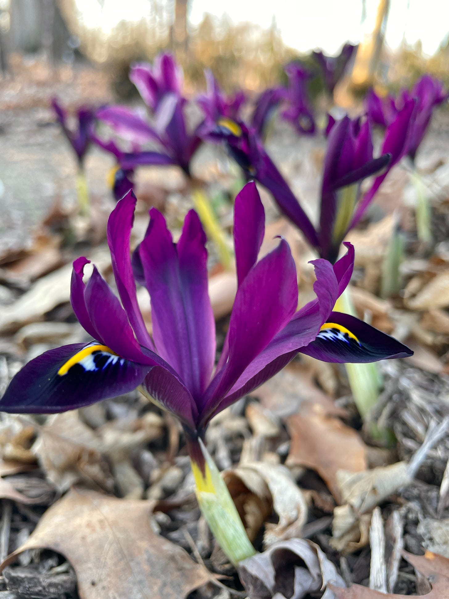 Iris histrioides ‘George’ catching the late winter sun underneath the pleached Hornbeam hedge. 