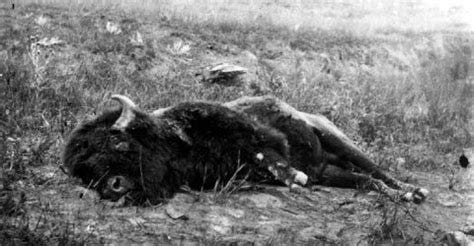 Buffalo Tales: The Near-Extermination of the American Bison, Native ...
