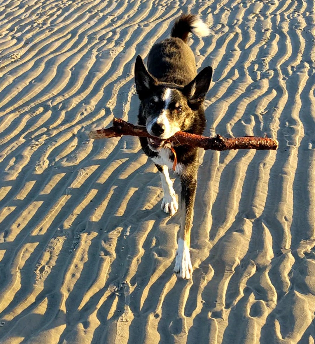 Dog returning to me on the beach with stick in his mouth