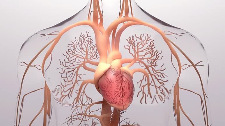 intracardiac nervous system
