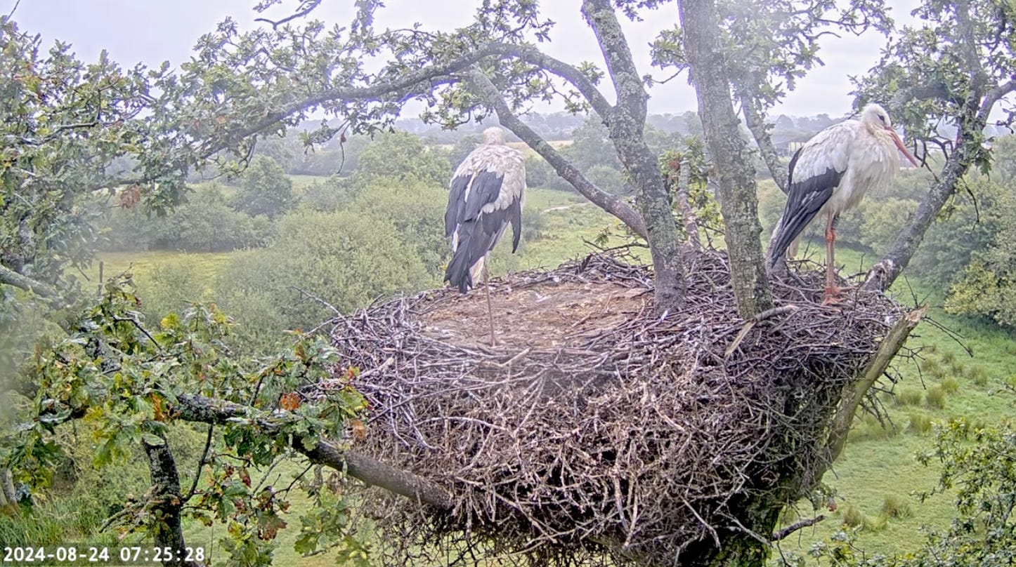 Still from a live stream camera of two white storks sitting in the rain on their nest at Knepp Estate in West Sussex. The large stick nest sits among oak tree branches with fields and hedgrerows in the background