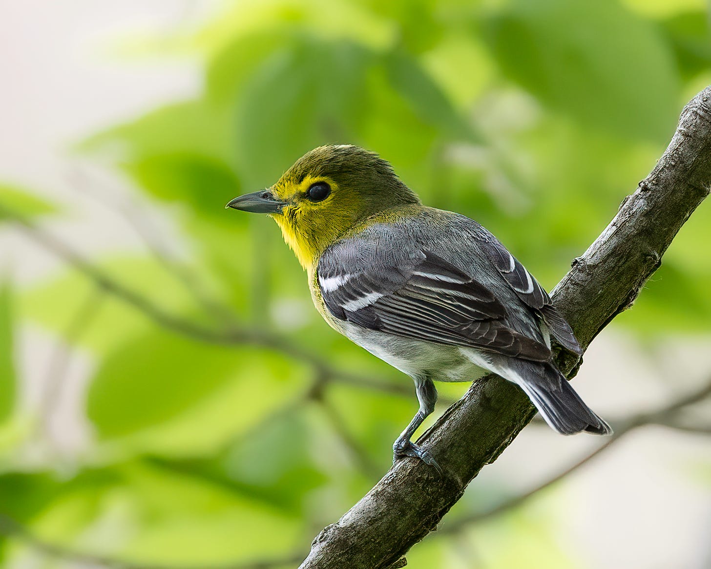 A yellow throated vireo perches on a branch. He has a yellow throat and a yellow eye ring.