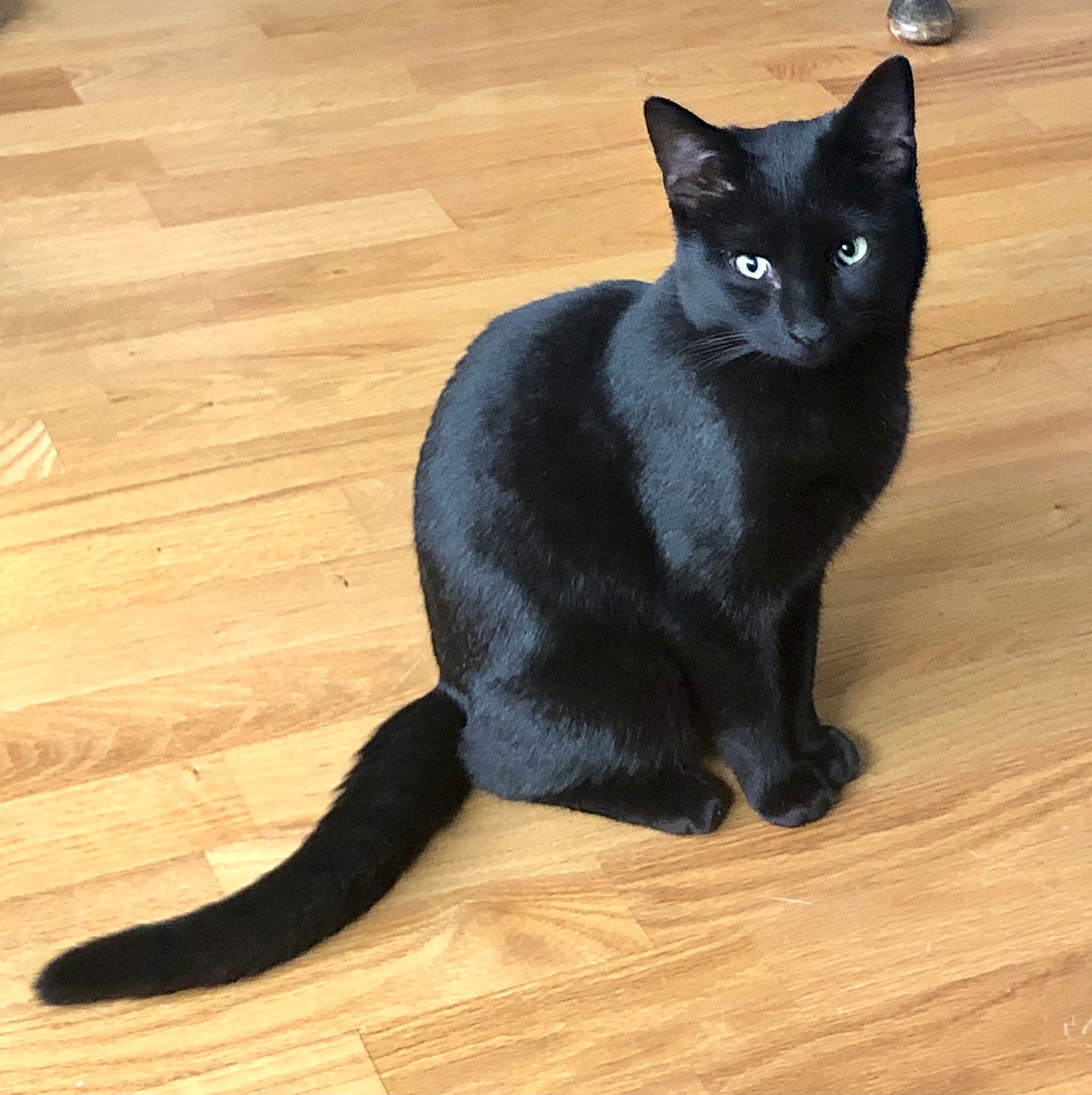 Black cat; resident House Panther